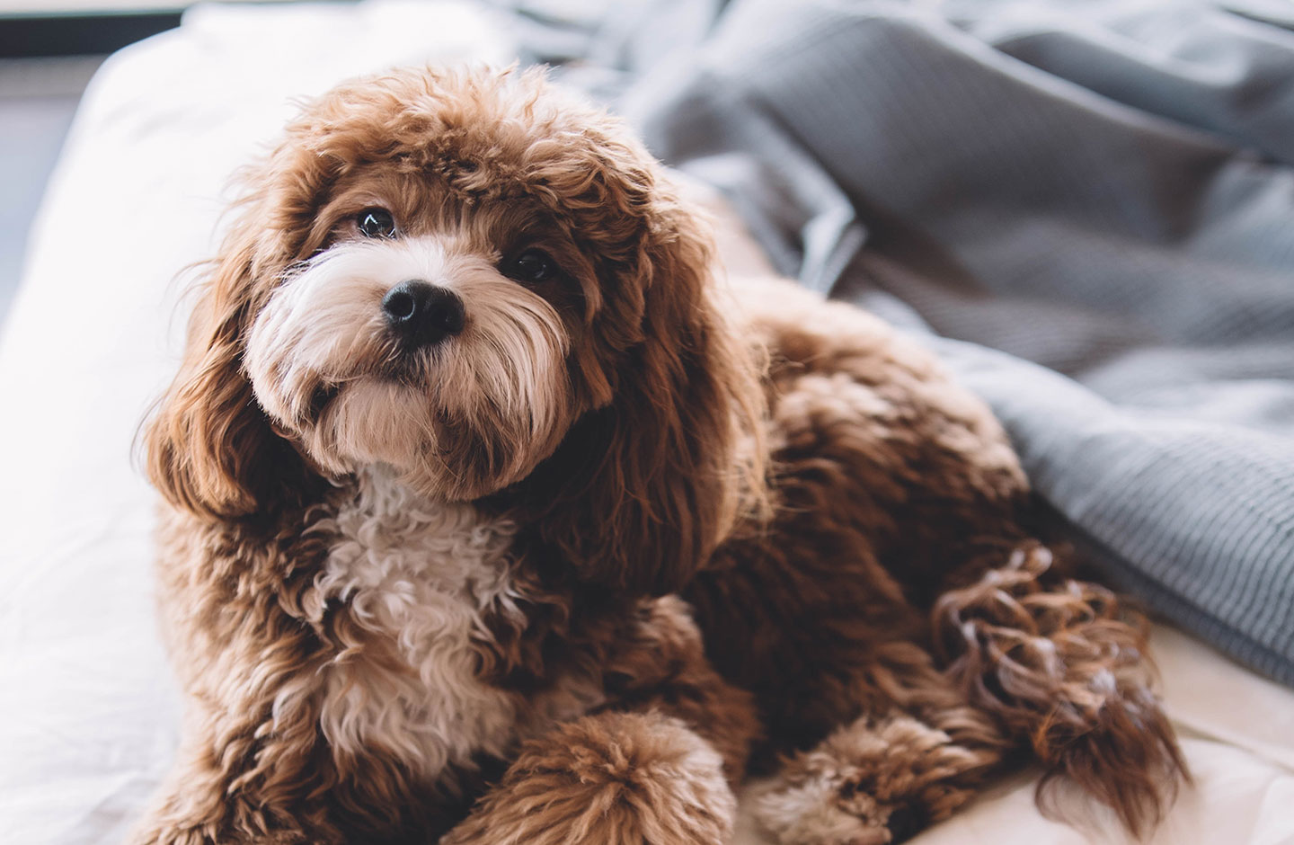 Hotel Como - Hotel Pet Friendly