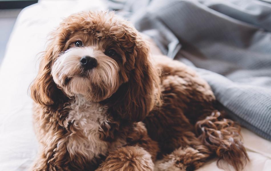 Hotel Como - Hotel Pet Friendly