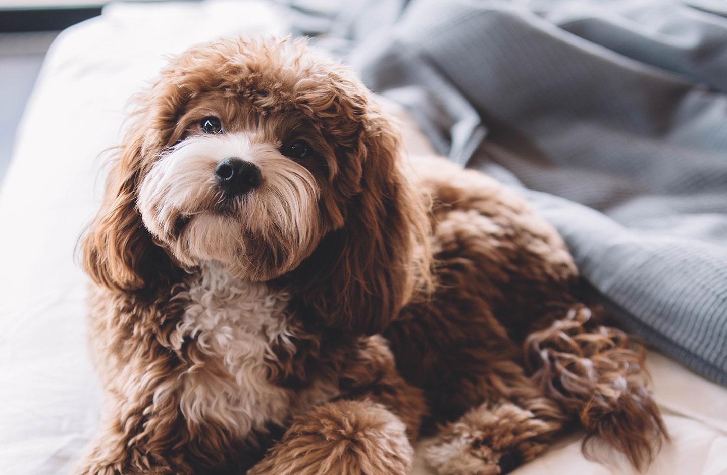 Hotel Como - Hotel Pet Friendly